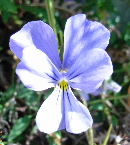 Viola eugeniae